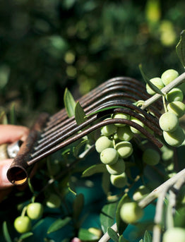Spanish Olive Oils: Health Benefits & Oils from Basilippo and La Chinata